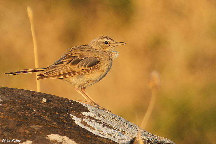    Long-billed Pipit  Anthus similis ,wadi Samak ,Golan, 16-07-11